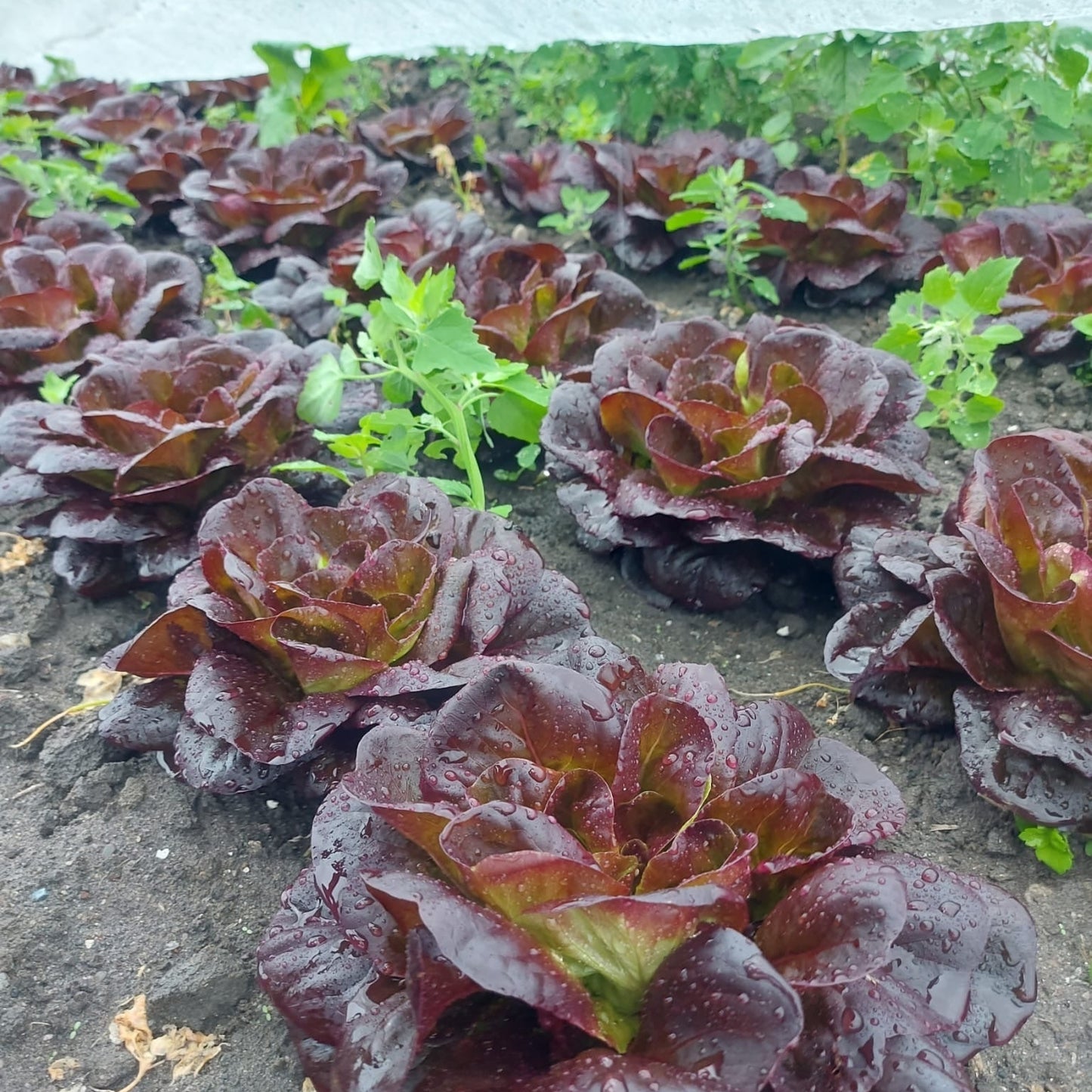 Salat