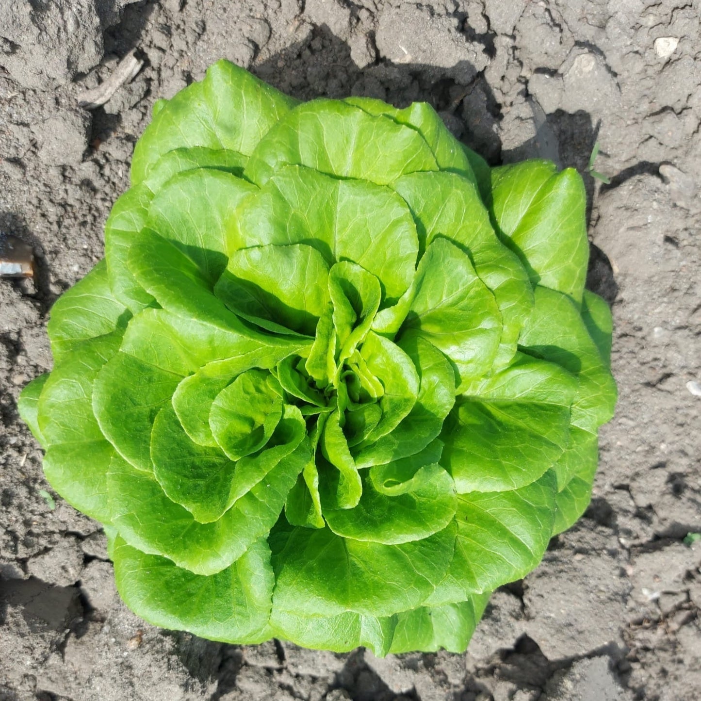 Salatplanter 5 stk