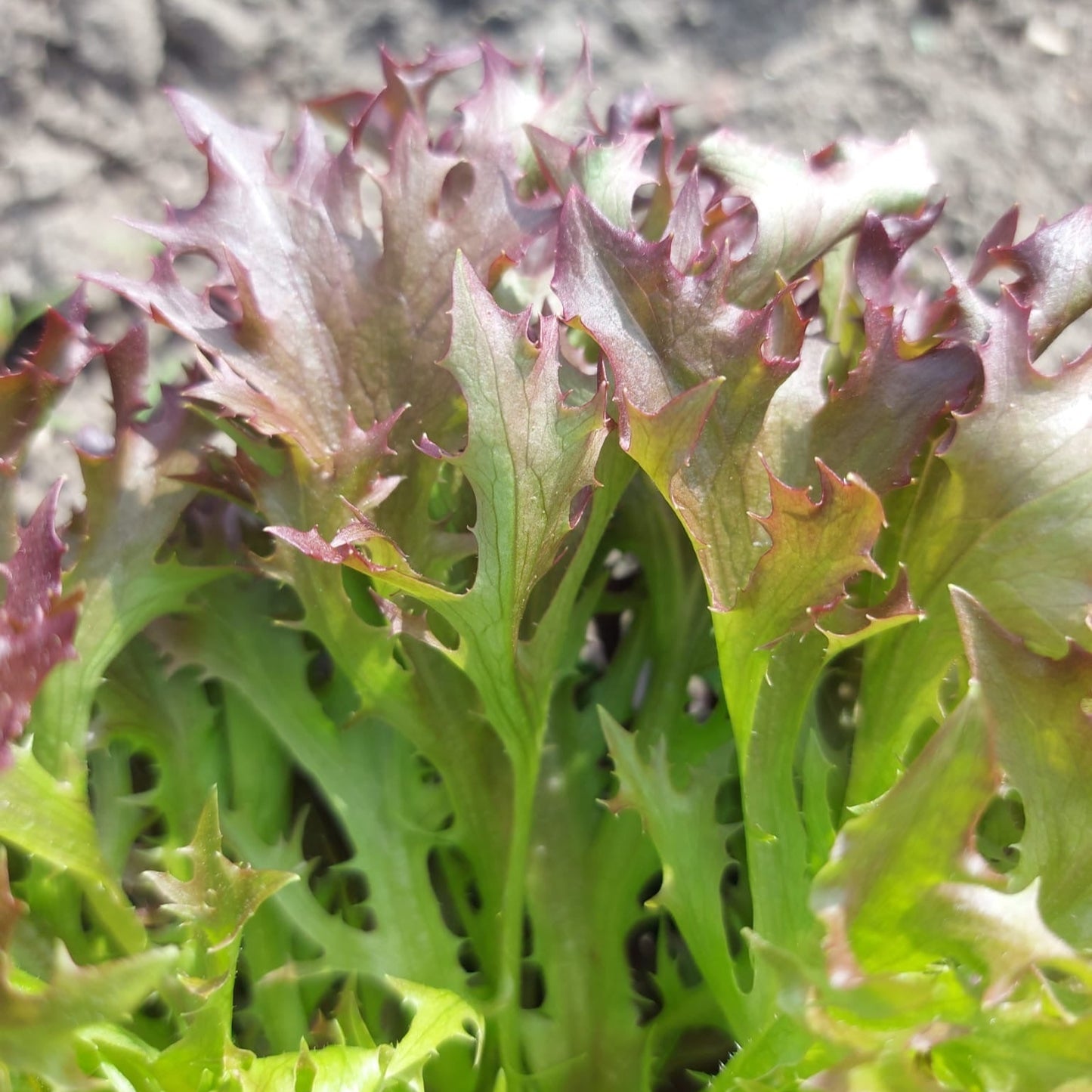 Salatplanter 5 stk