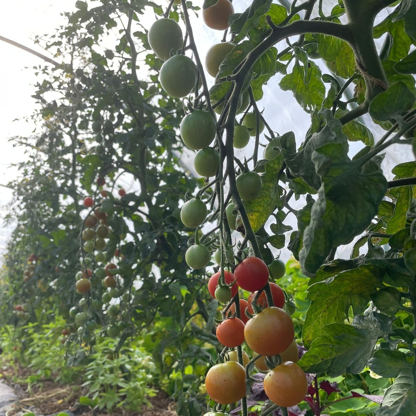 Cherrytomater 250g
