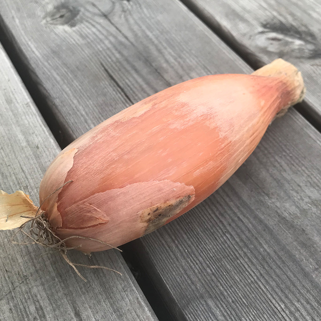 Banan skalotteløg, 1/2 kg