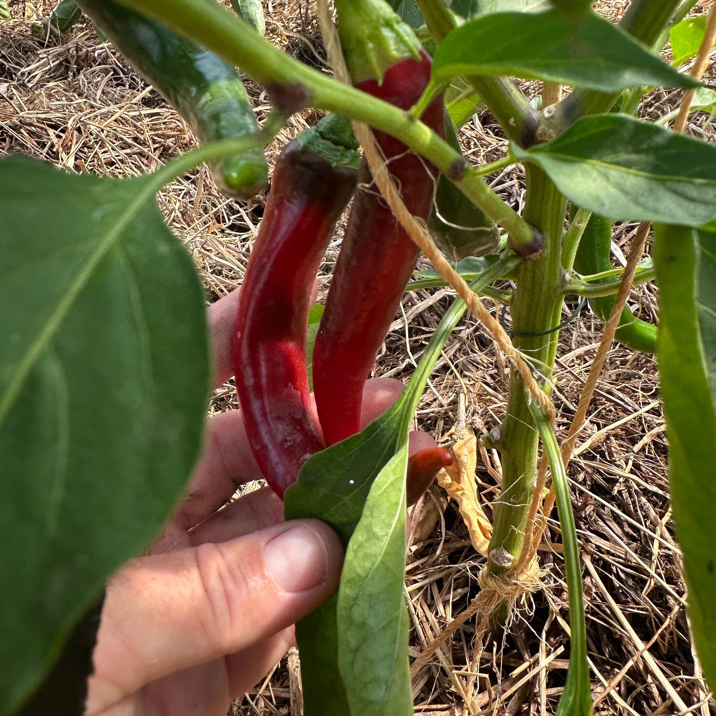 Chili mix 3 stk