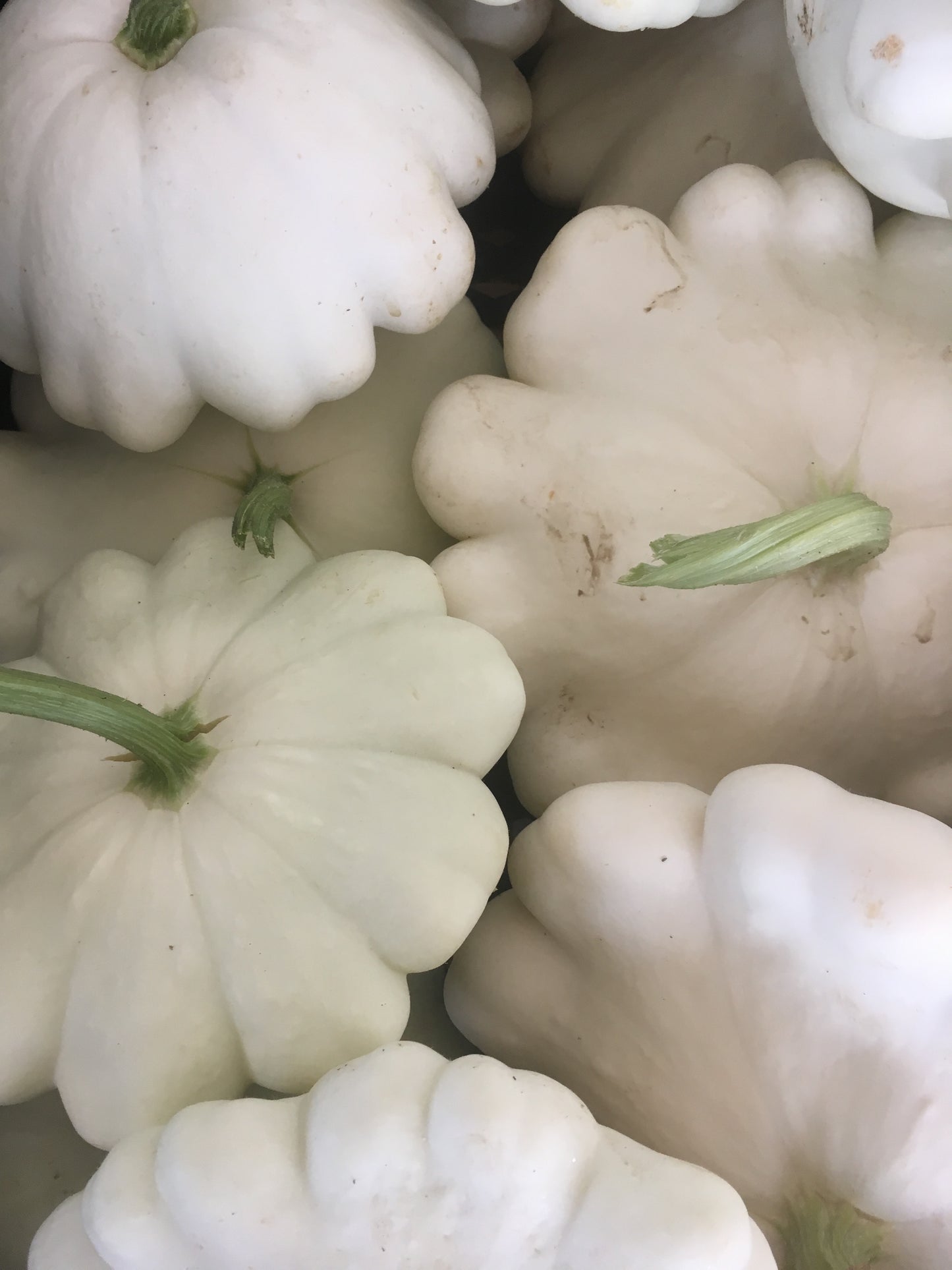 UFO squash, 1 stk