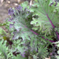 Violet grønkål, 250g