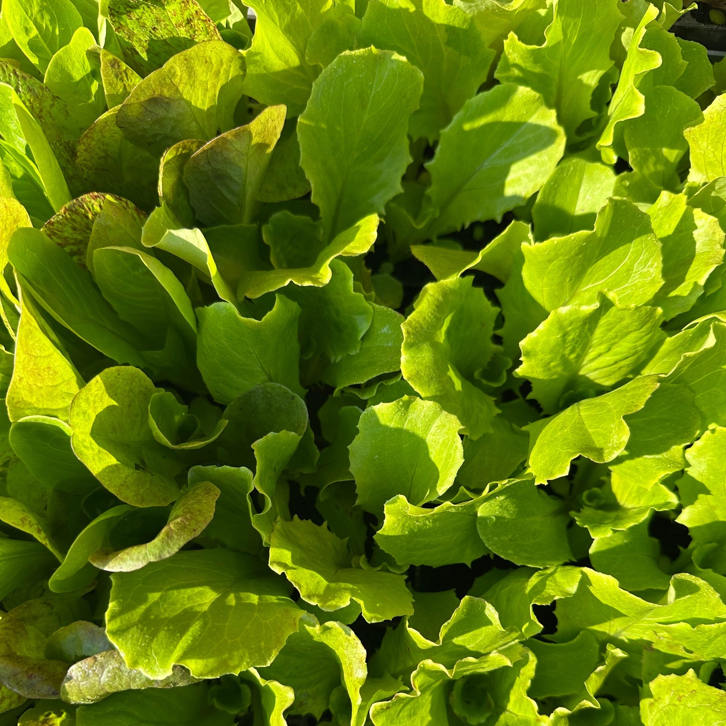 Salatplanter 5 stk