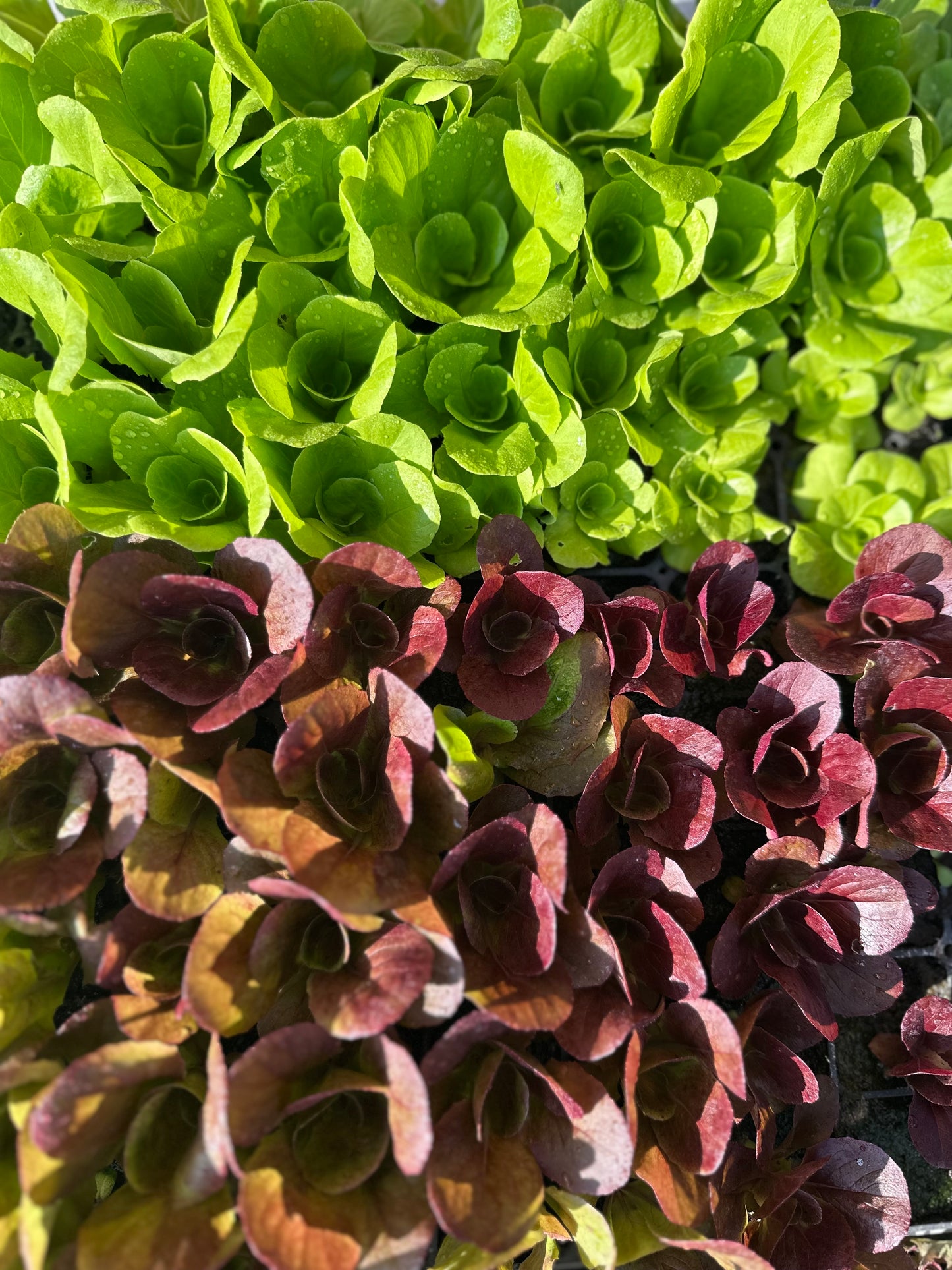 Salatplanter 5 stk