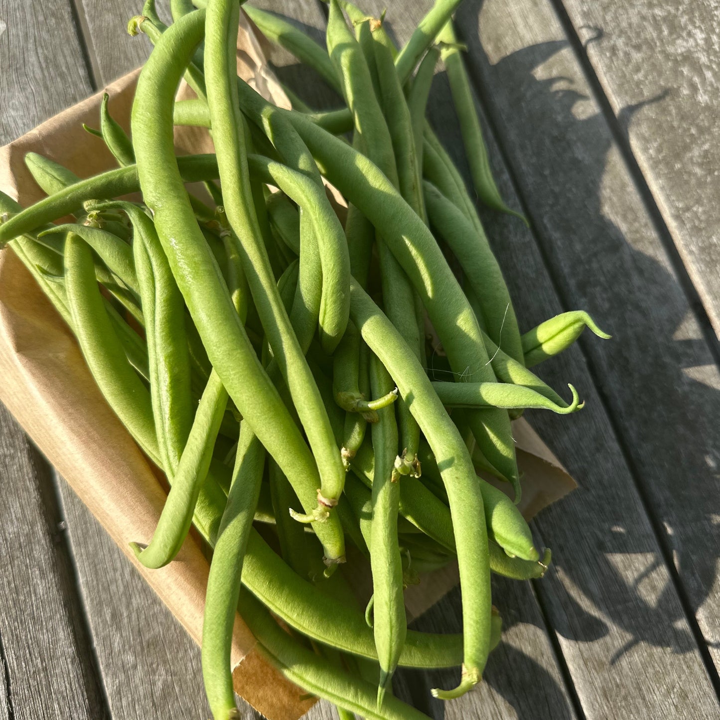 Haricots verts bønner 250g