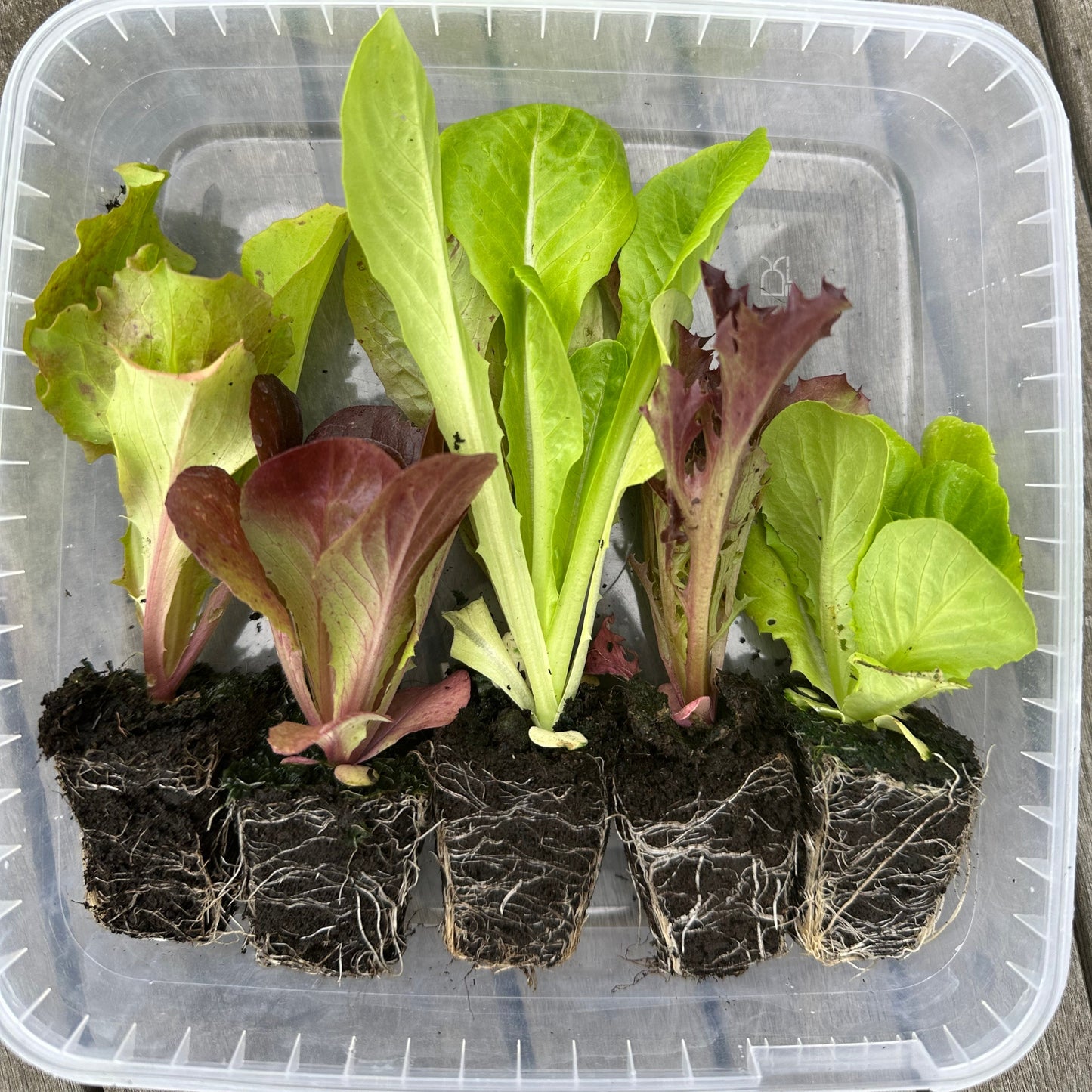 Salatplanter 5 stk