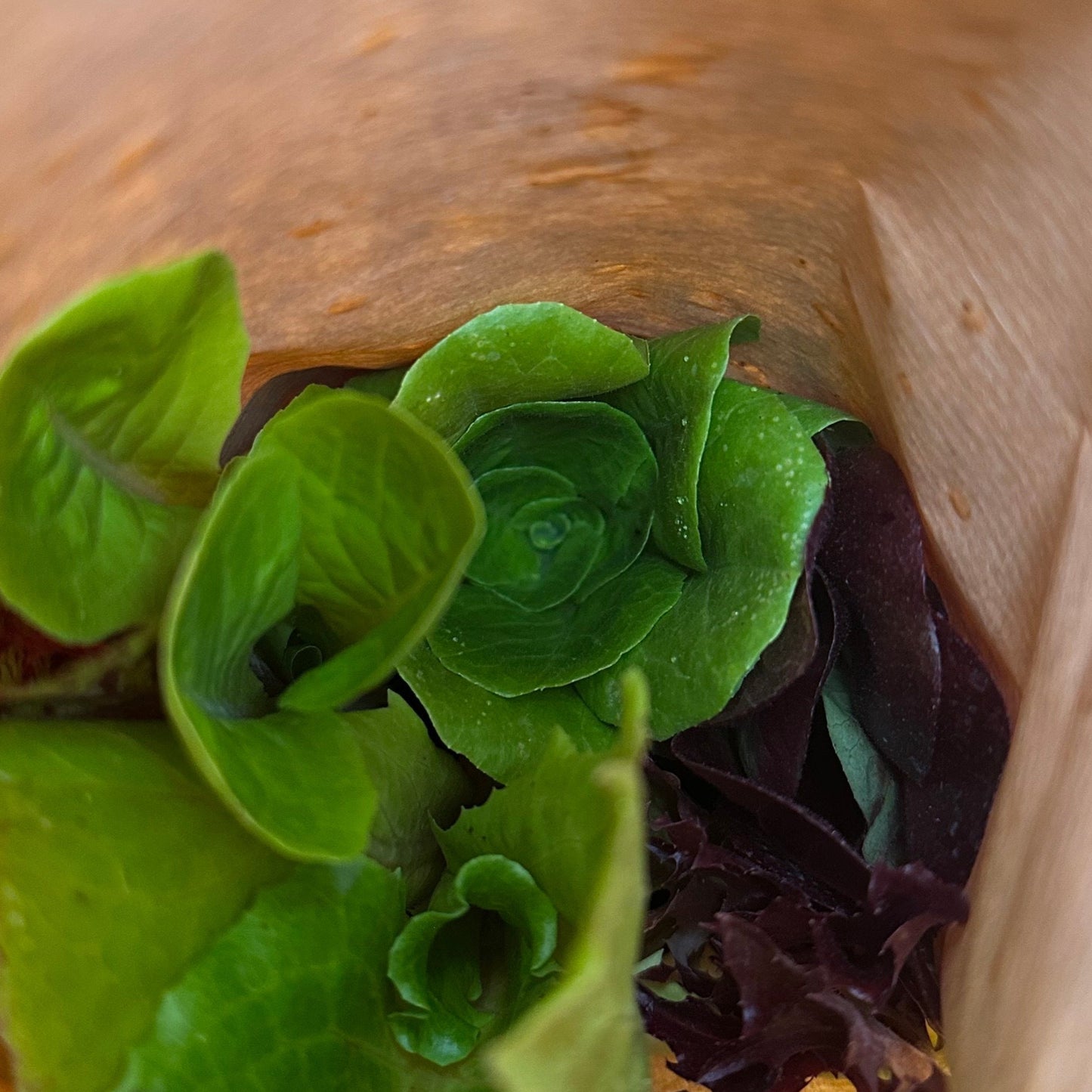 Salatplanter 5 stk