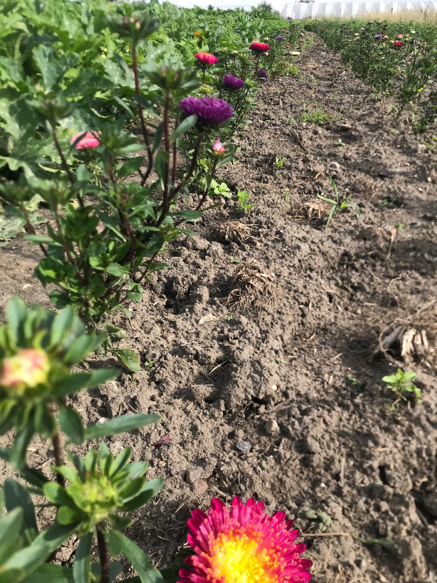 Et bundt blomster om ugen - #Blomsteraktie