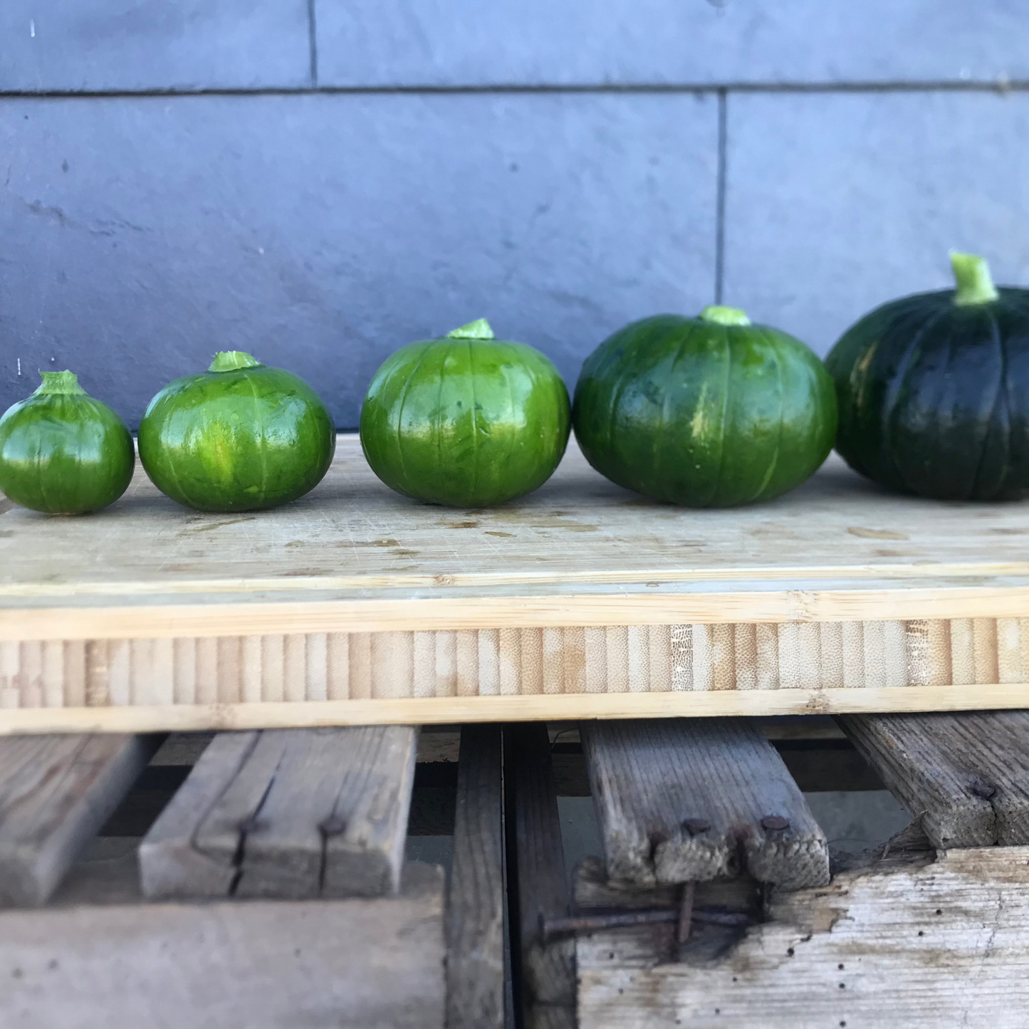 Squashplanter, 2 potter