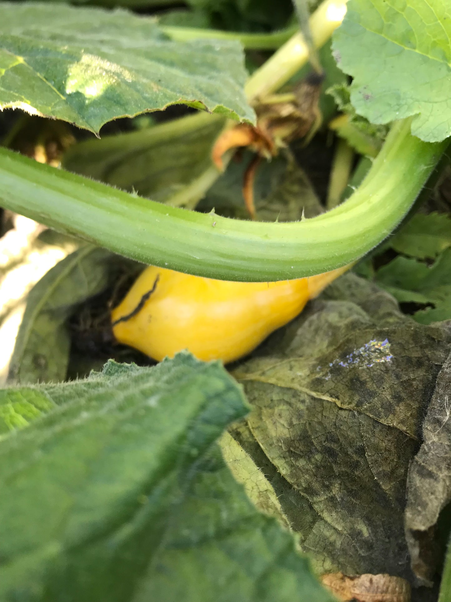 Squashplanter, 2 potter