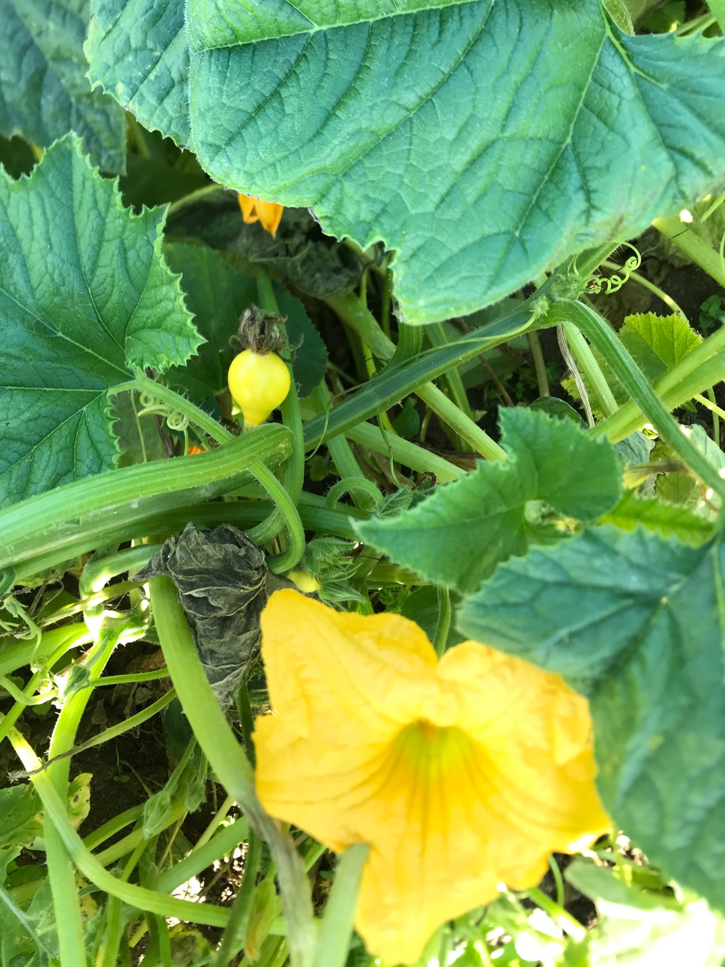 Squashplanter, 2 potter