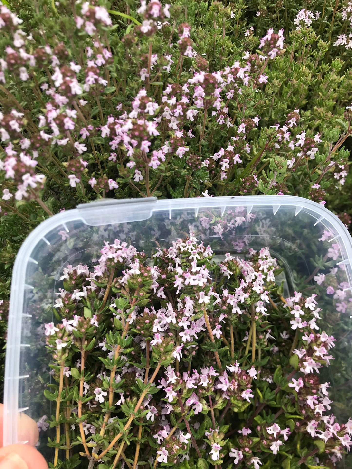 Timianblomster - flere sorter