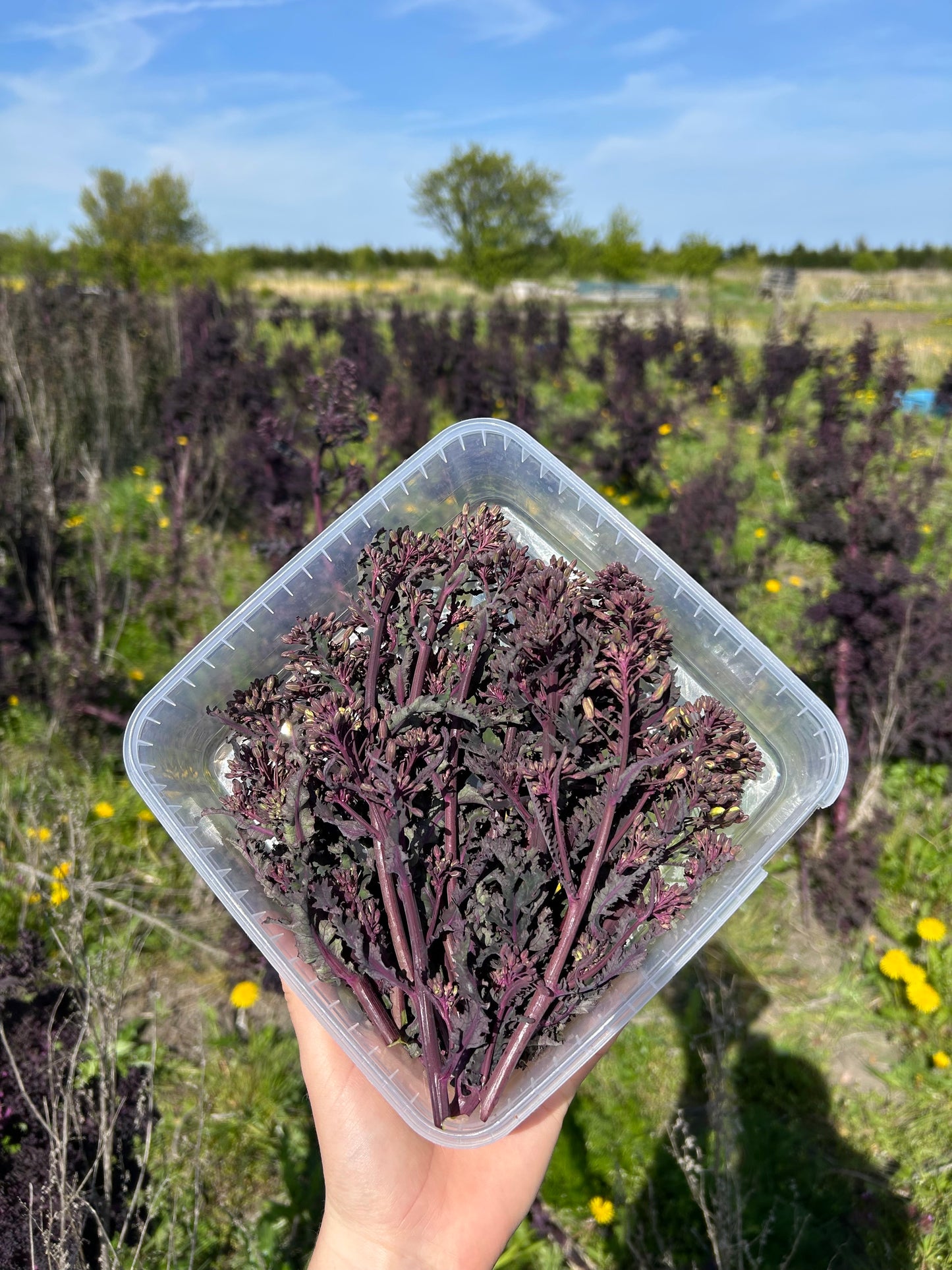 Kålskud