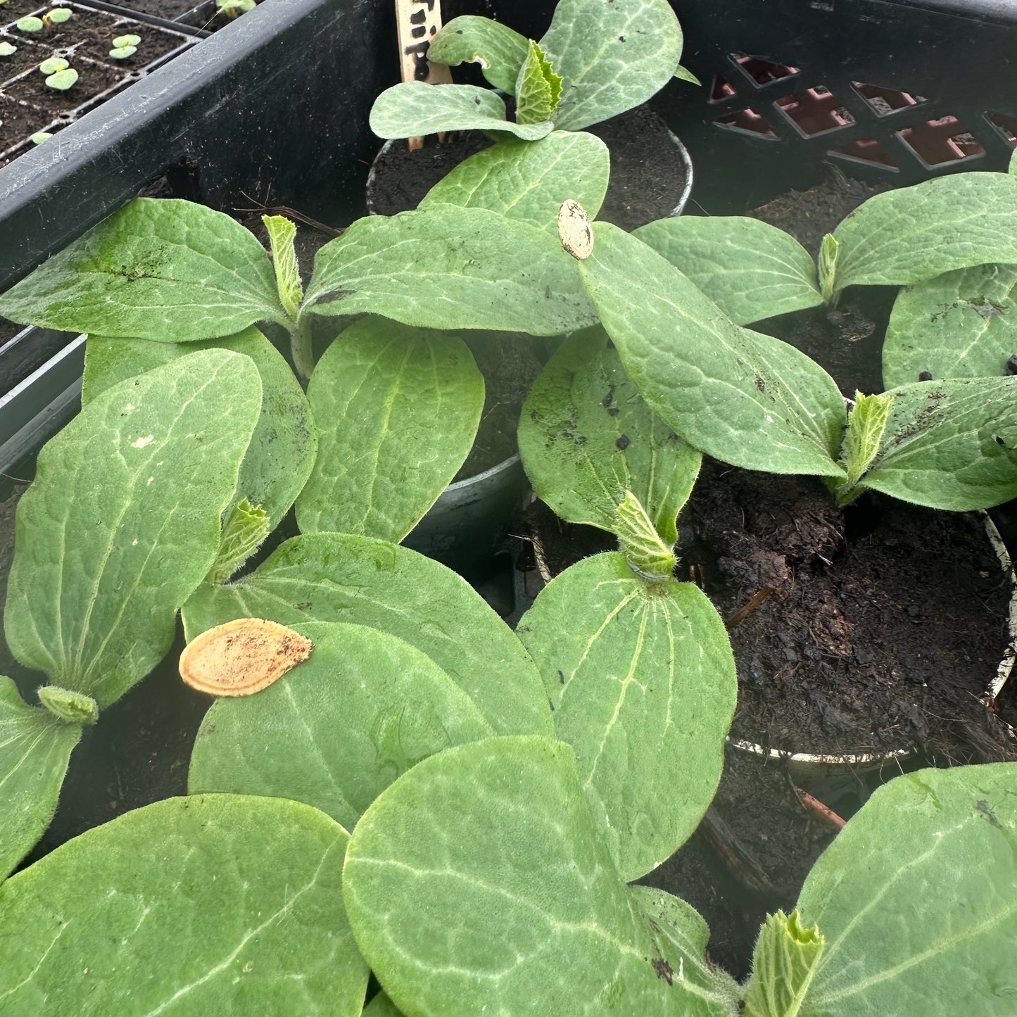 Squashplanter, 2 potter