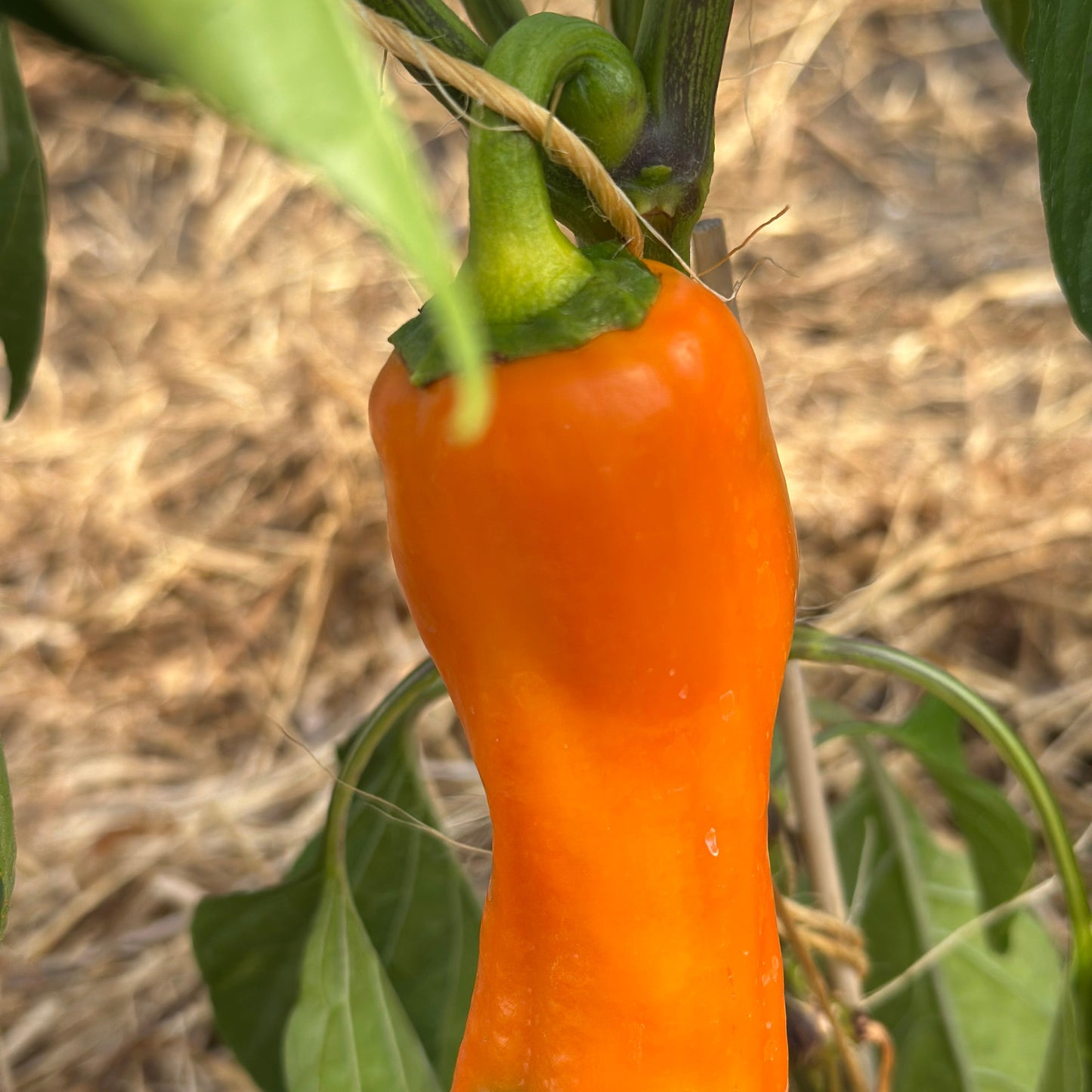 Gul/ orange peberfrugt - 1 stk