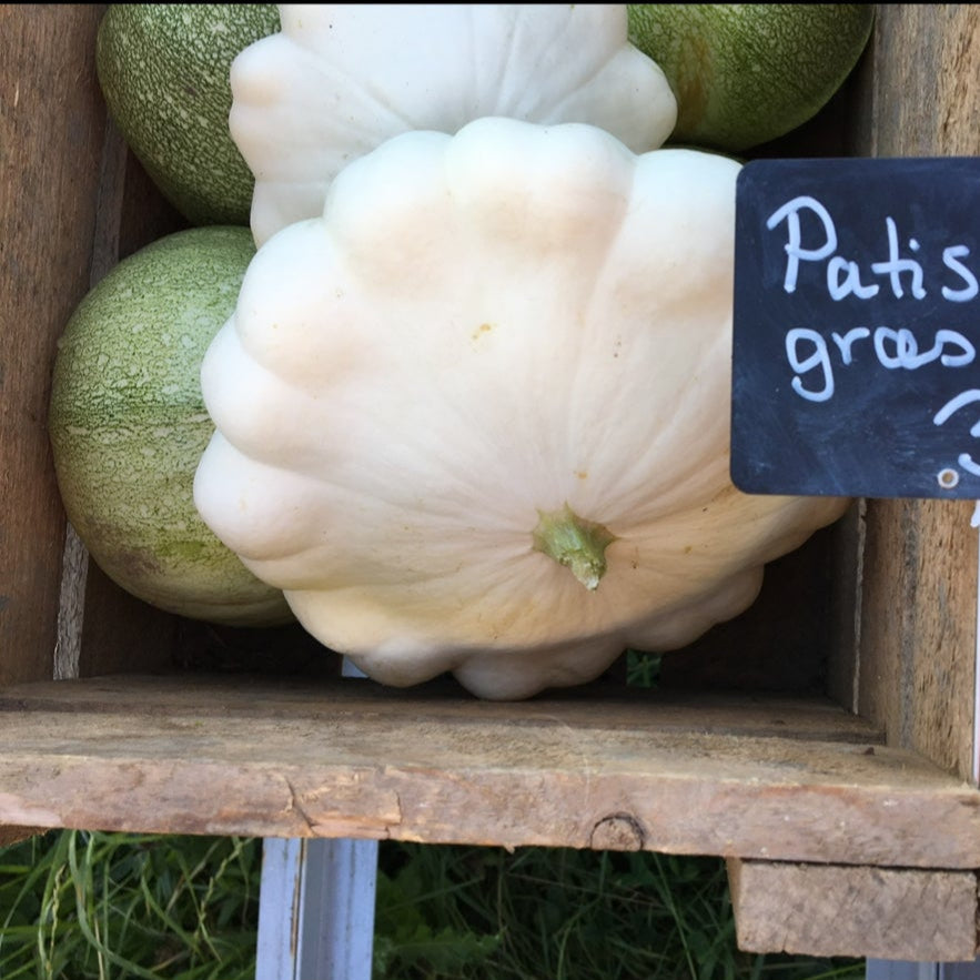 Græskarplanter, 2 potter