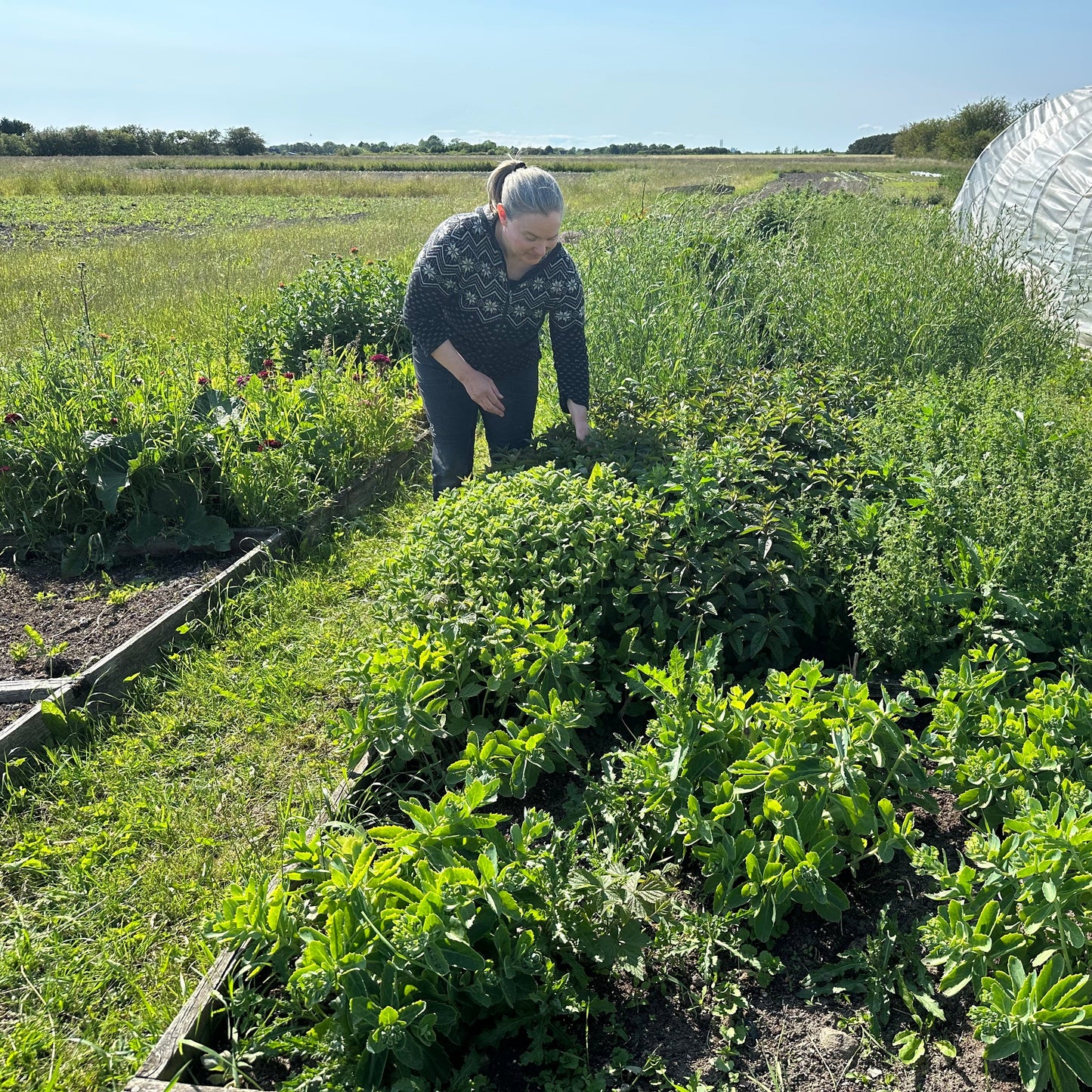 Smagetur i marken 12. sept. kl.10 🌱 Billetsalg starter snart