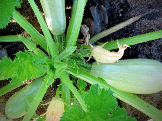 Squashplanter, 2 potter