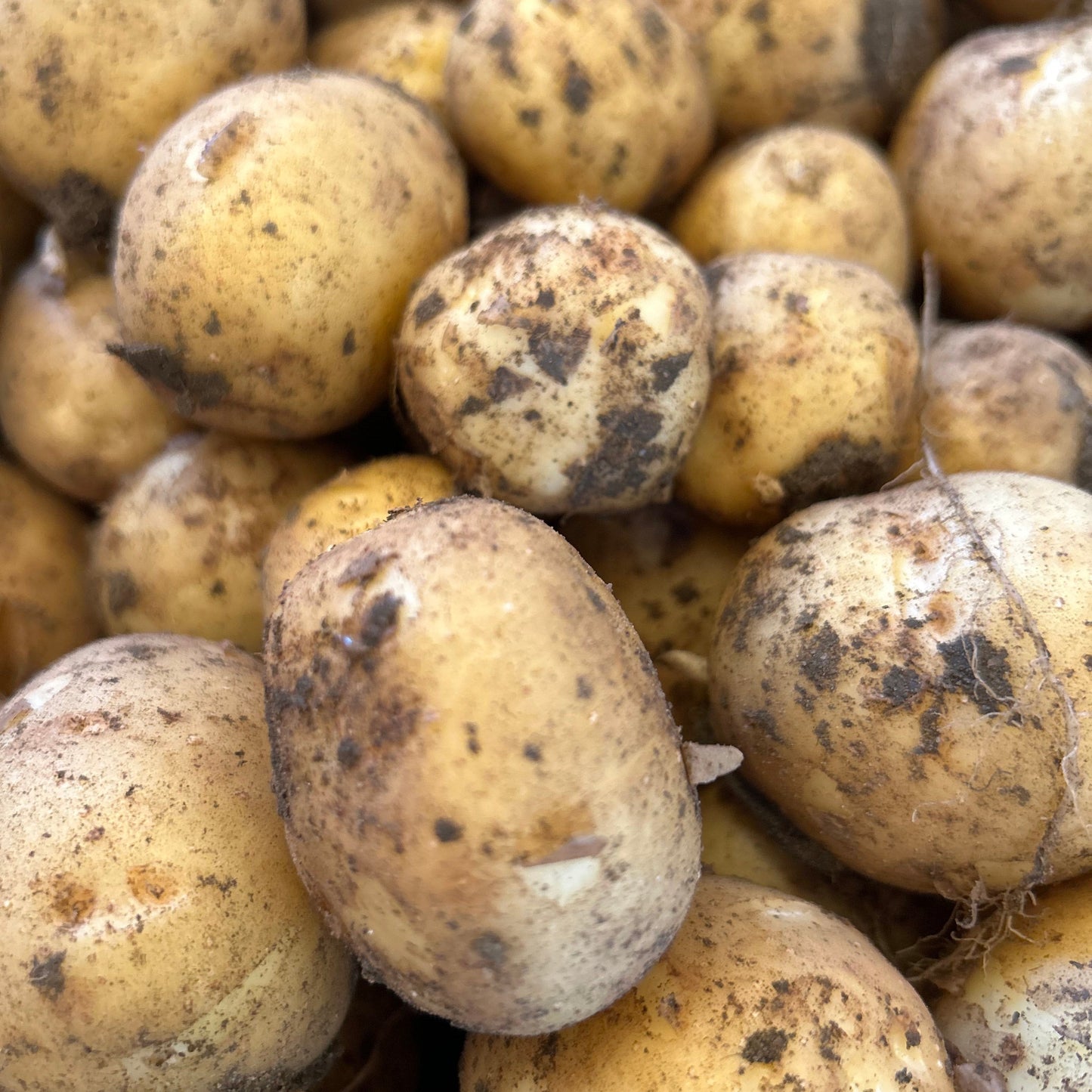 Kartofler, 1kg Ditta