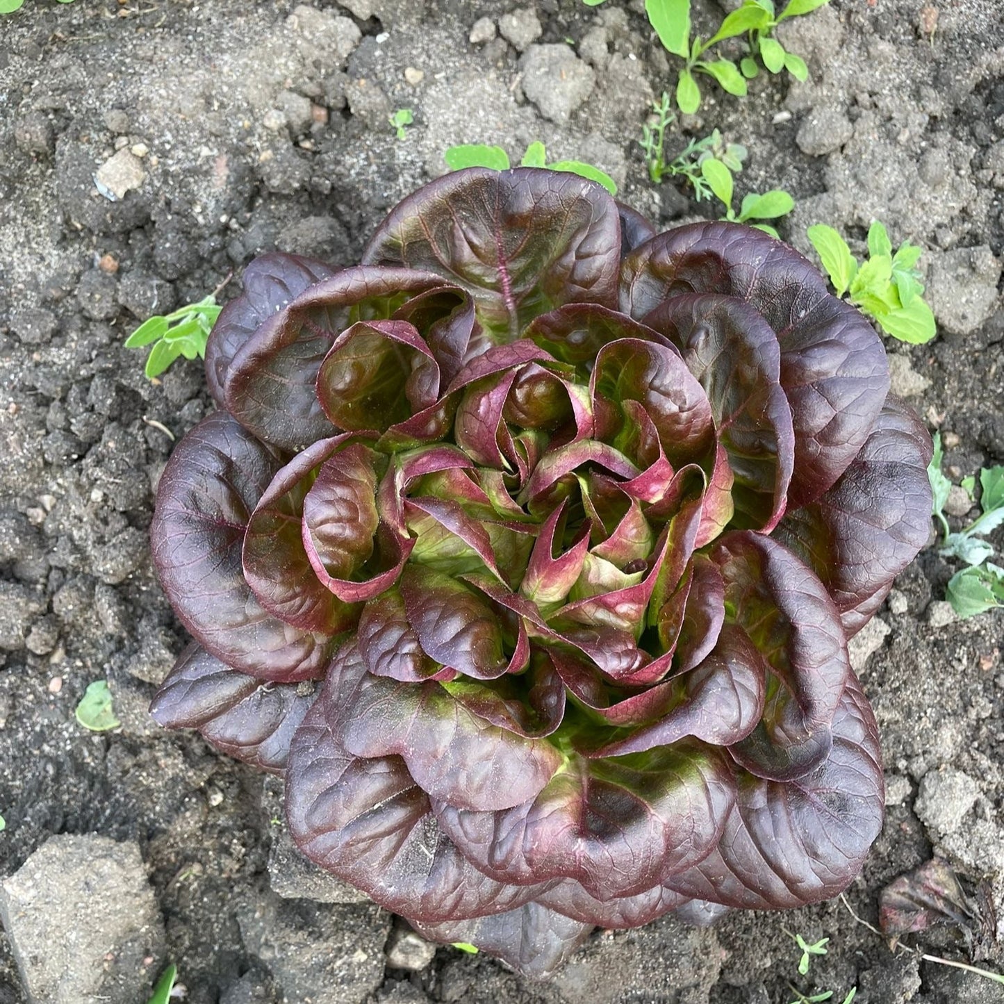 Salatplanter 5 stk