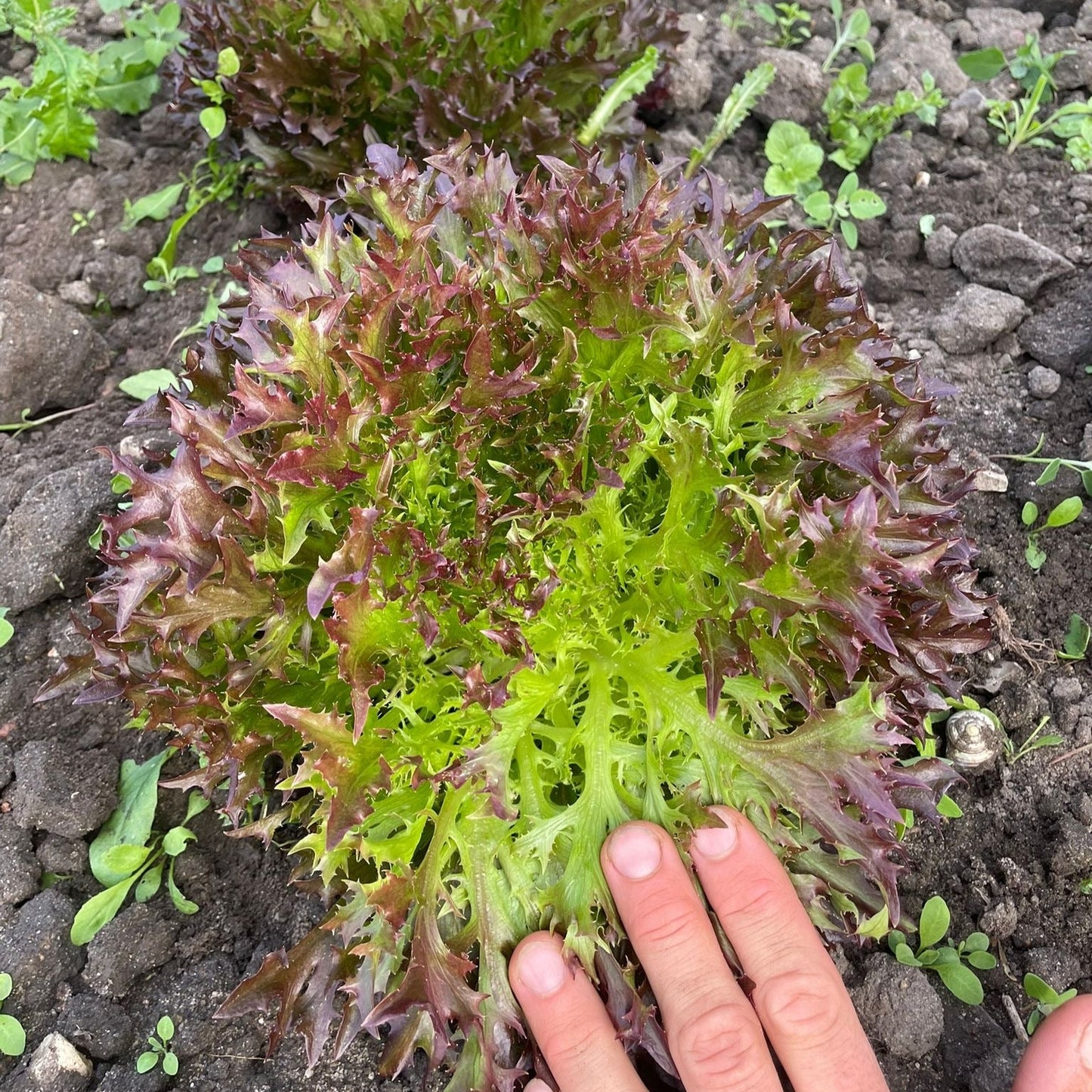 Salatplanter 5 stk