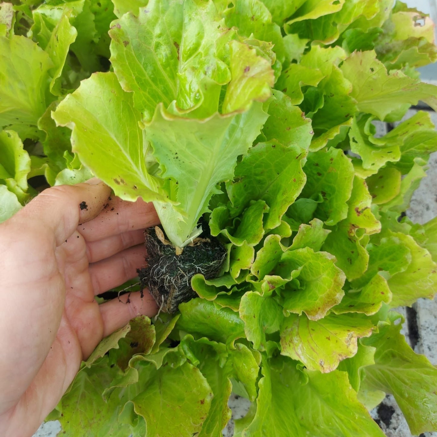 Salatplanter 5 stk