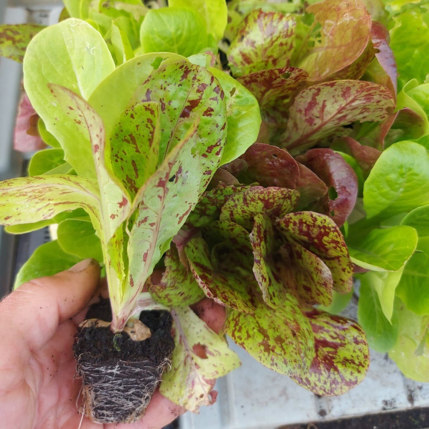 Salatplanter 5 stk