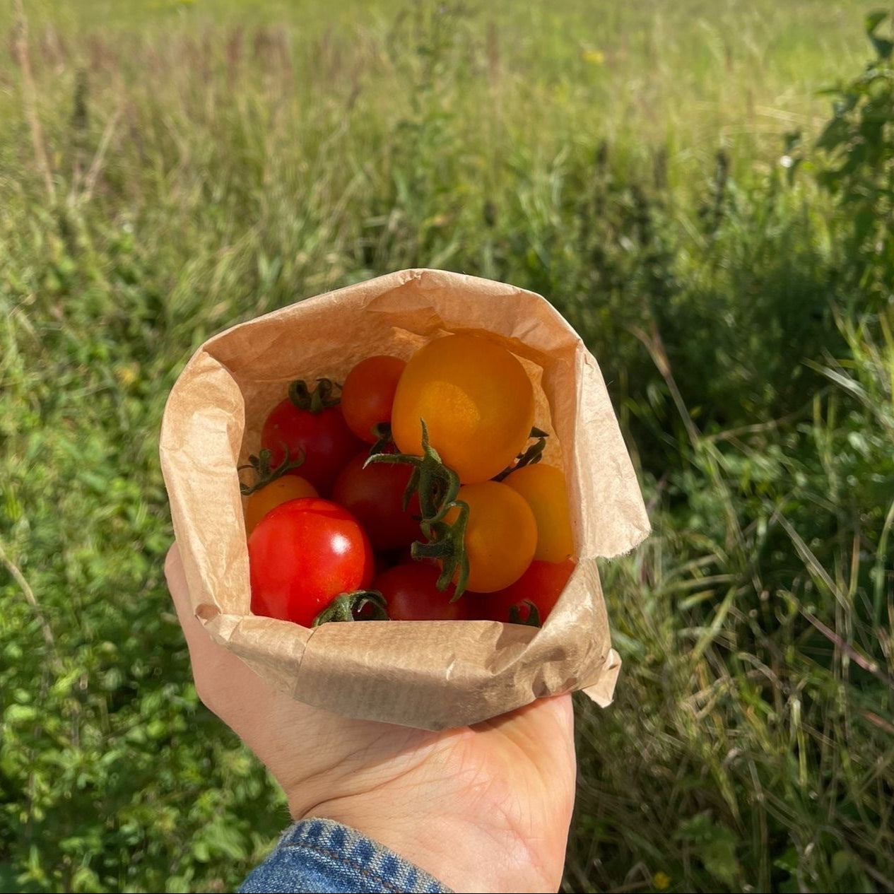 Cherrytomater 250g