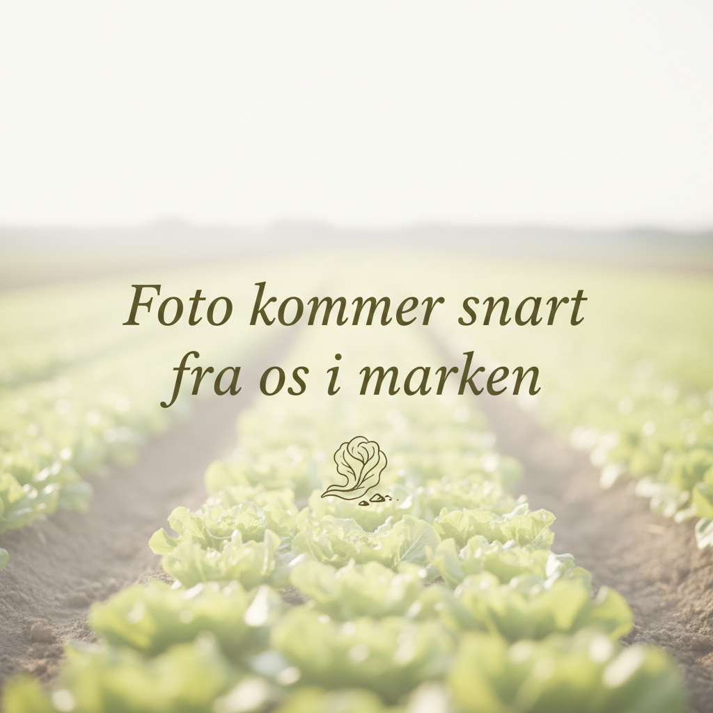 Bundtløg 3-4 stk pr. bdt