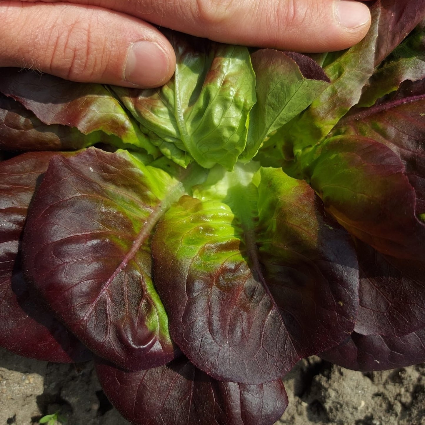 Salatplanter 5 stk