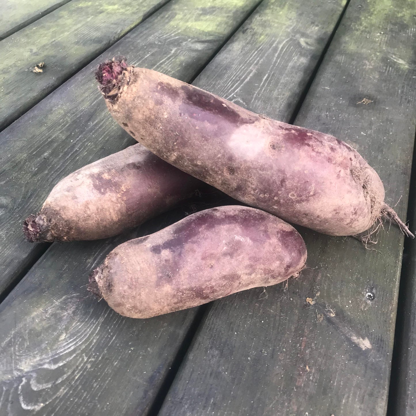 Rødbeder - aflange, 1kg