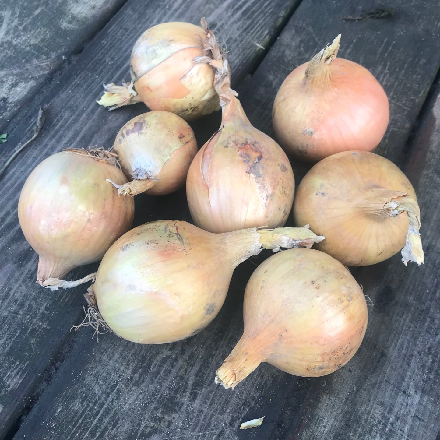 Løg, 1 kg