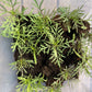 Cosmos Blomster, 10 stk planter
