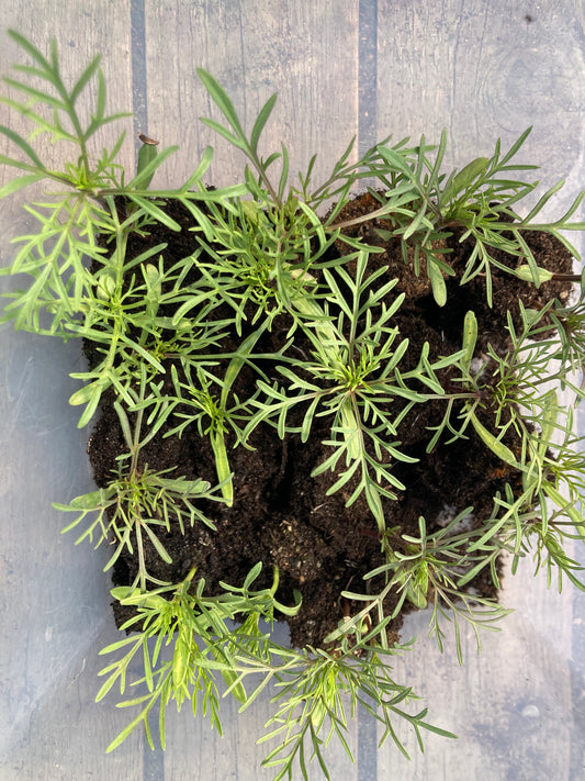 Cosmos Blomster, 10 stk planter