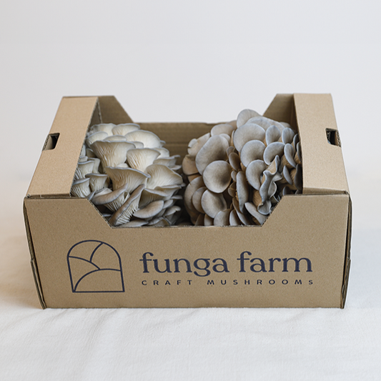 Blue Oyster 1kg