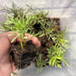Cosmos Blomster, 10 stk planter