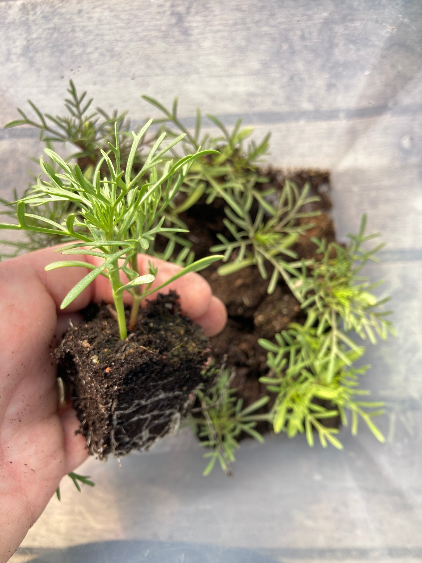 Cosmos Blomster, 10 stk planter