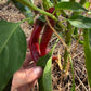 Chili mix 3 stk