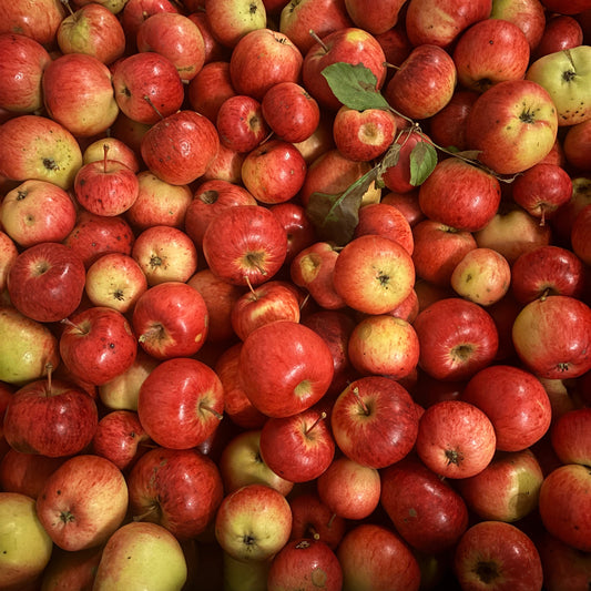 Colina æbler, 1 kg