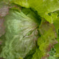 Salat