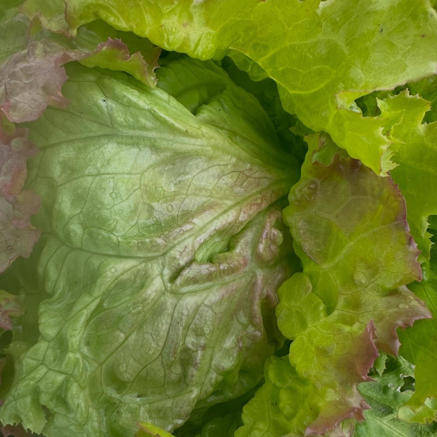 Salat