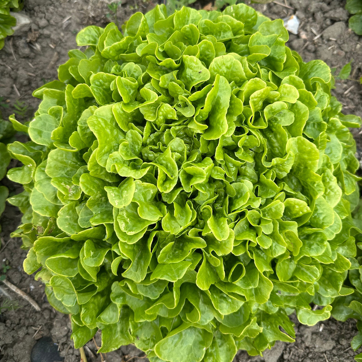 Salat