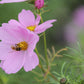 Cosmos Blomster, 10 stk planter
