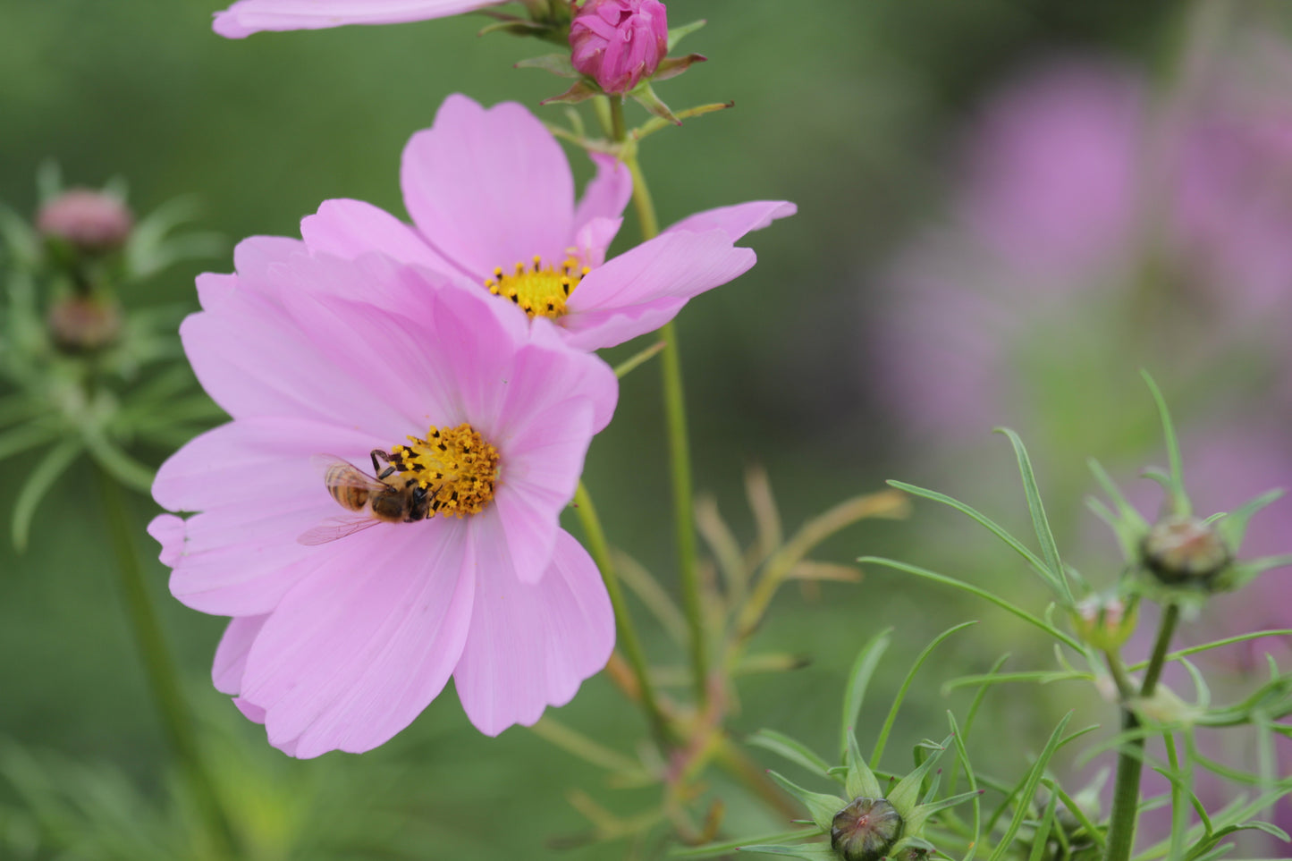 Cosmos Blomster, 10 stk planter