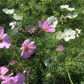 Cosmos Blomster, 10 stk planter