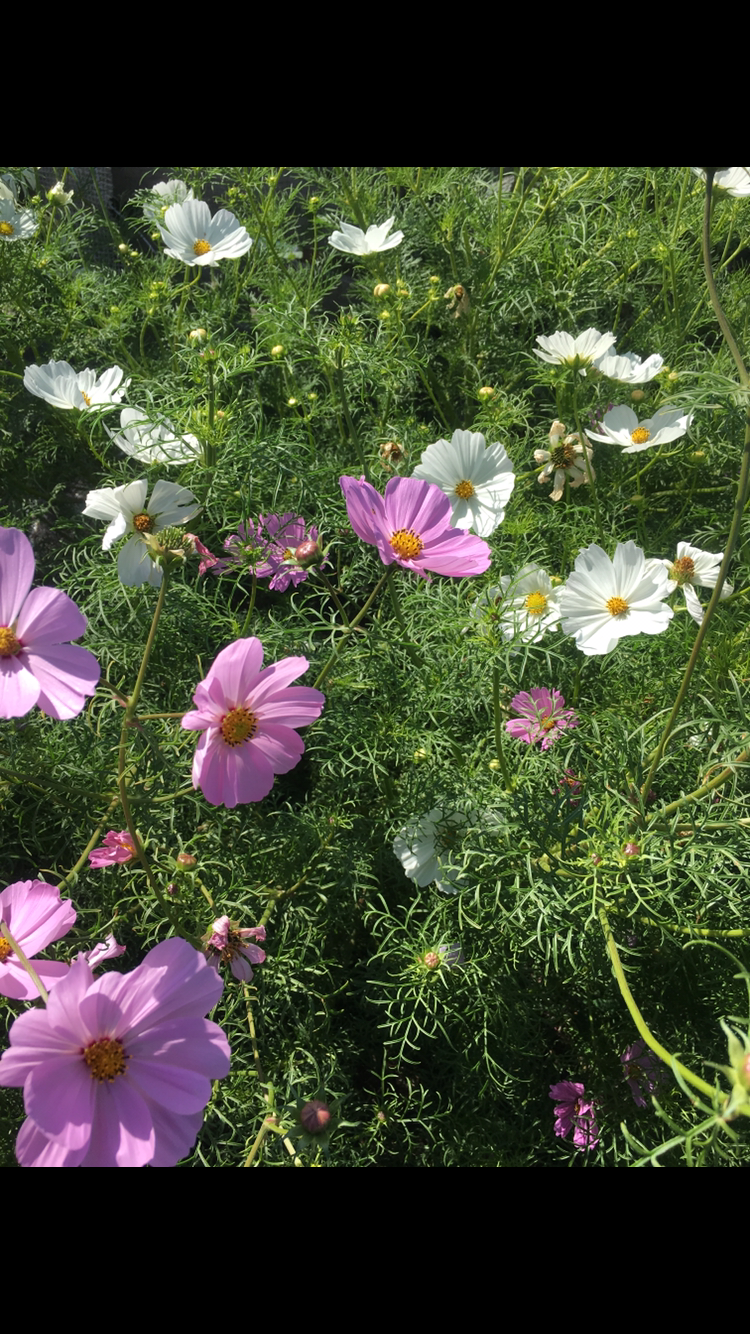 Cosmos Blomster, 10 stk planter