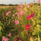 Cosmos Blomster, 10 stk planter