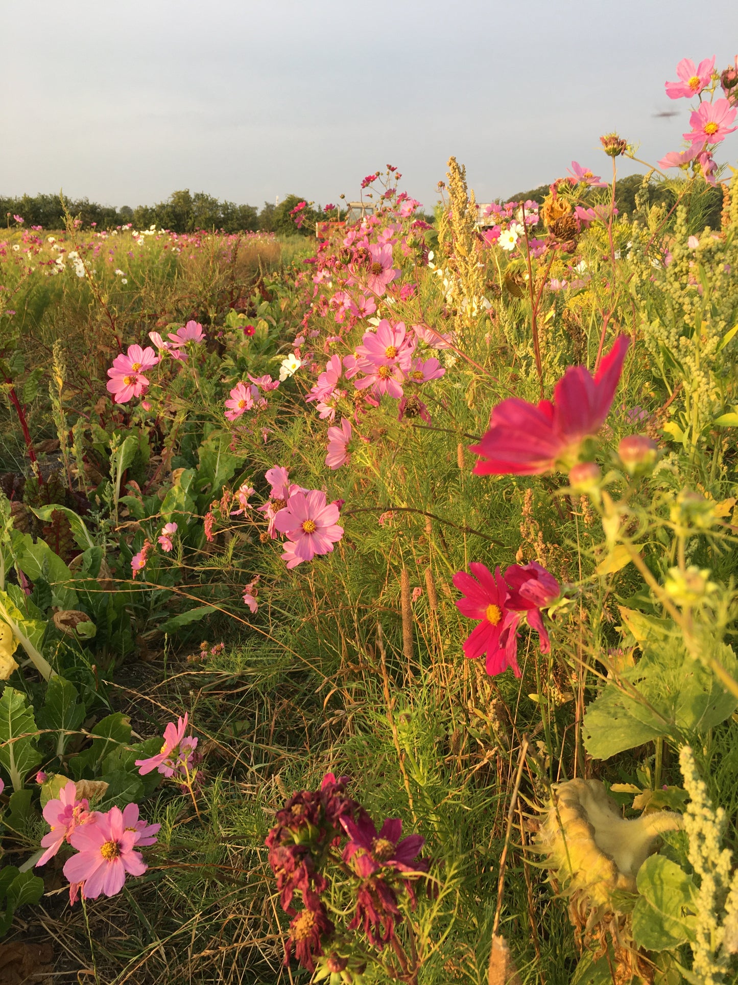 Cosmos Blomster, 10 stk planter